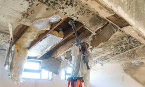 Environmental Consulting for Mold Prevention in Tuscumbia, AL